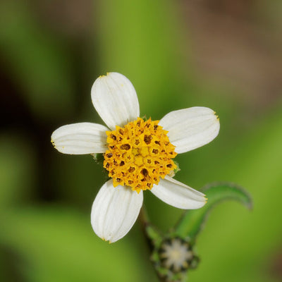 Biden Pilosa Extract