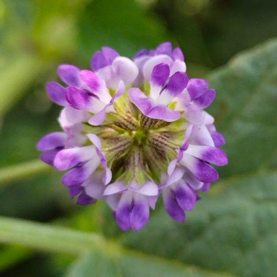 Psoralea Corylifolia (Bakuchi) Seed Powder