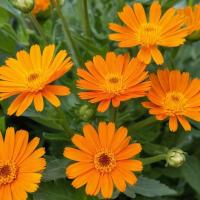 Calendula Officinalis (Calendula) Flower Water