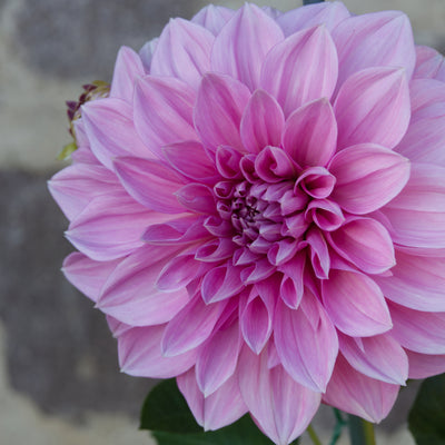 Dahlia Pinnata (Dahlia) Flower Oil