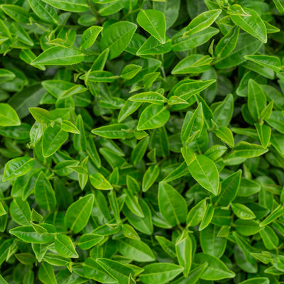 Aqua Camellia Sinensis (Green Tea) Leaf Powder