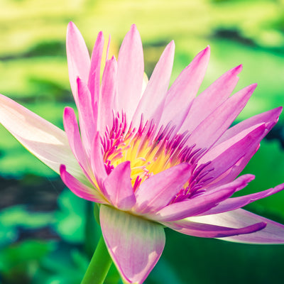 Nelumbo Nucifera (Lotus) Flower Oil