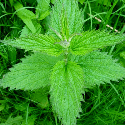 URTICA DIOICA(NETTLE) LEAF POWDER