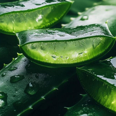 Aloe Barbadensis (Aloe Vera) Leaf Juice