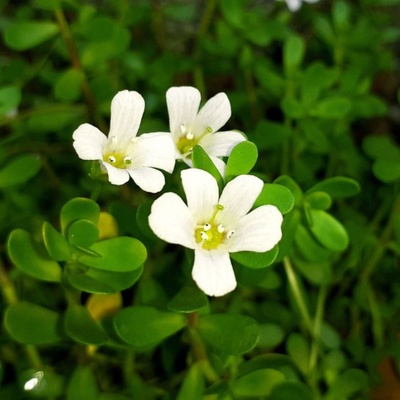 BACOPAMONNIERI (BRAHMI) EXTRACT