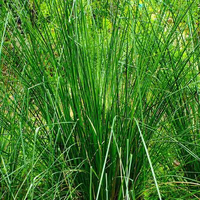 CHRYSOPOGONZIZANIOIDES (KHUS)