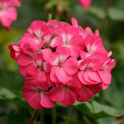 Pelargonium Graveolens (Geranium) Flower Oil