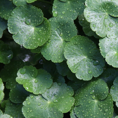 Centella Asiatica (Gotu Kola) Leaf Powder