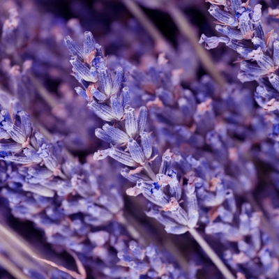 Lavandula Angustifolia (Lavender) Flower Water
