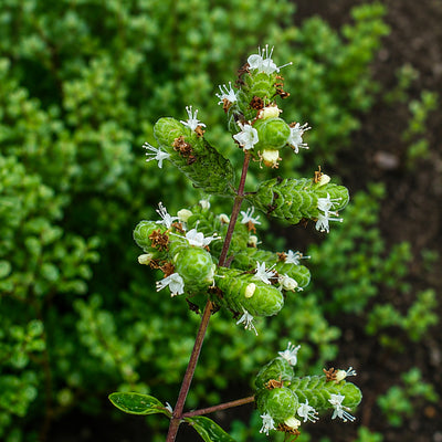 ORIGANUM MAJORANALEAF OIL