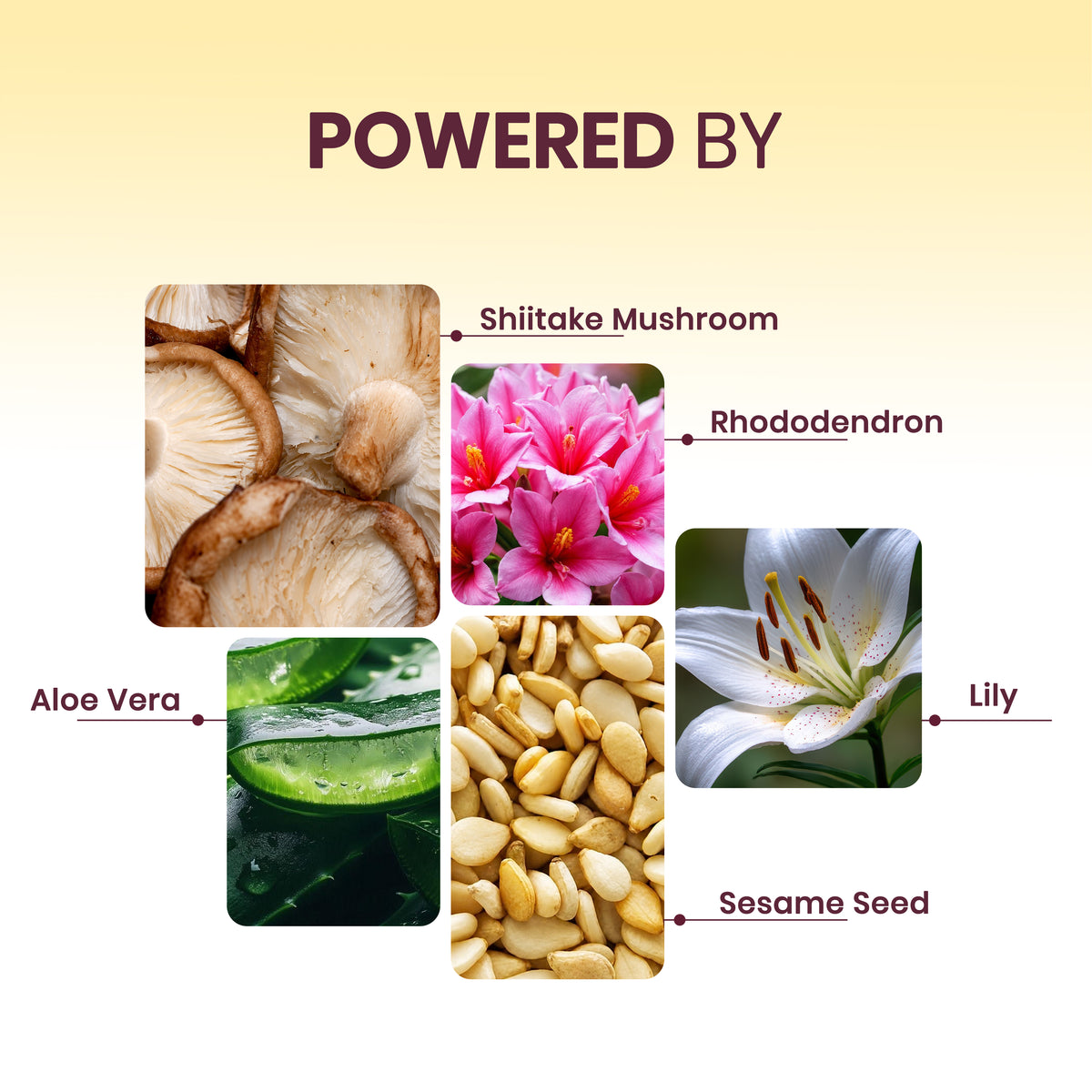 ShiiSoSoft - Shiitake Mushroom Body Butter
