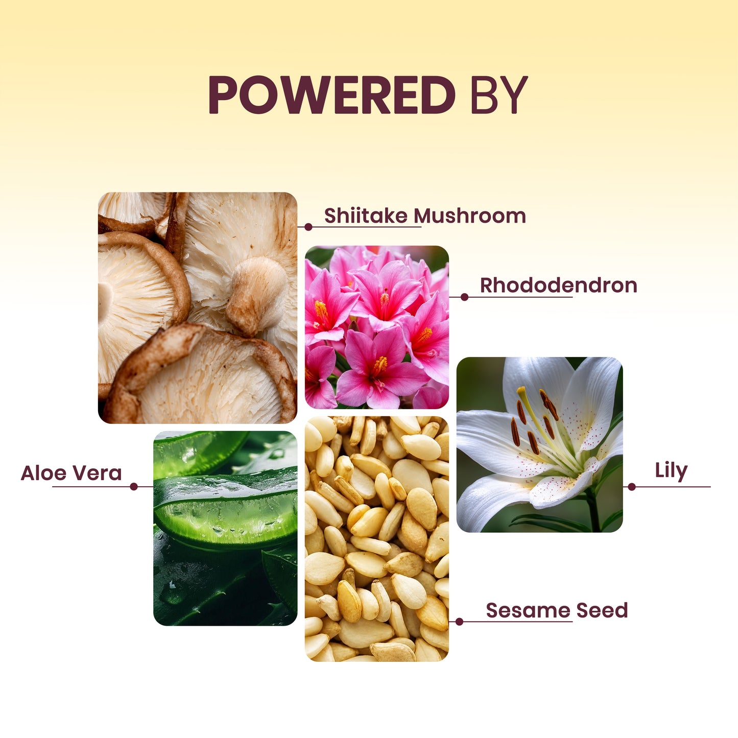 ShiiSoSoft - Shiitake Mushroom Body Butter