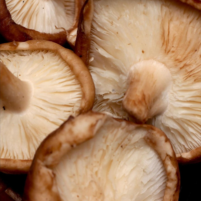Lentinus Edodes (Shiitake) Mushroom Extract