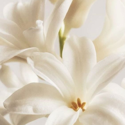 Polianthes Tuberosa (Tuberose) Flower Oil