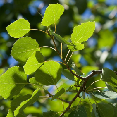 Populus Tremuloides (Aspen) Bark Powder