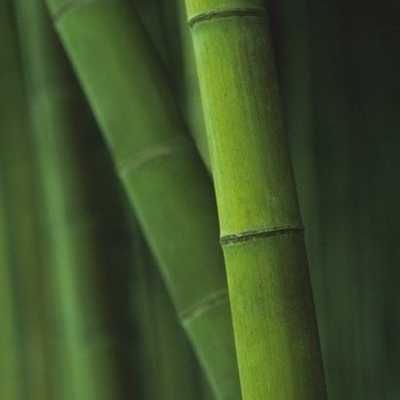 BAMBUSA VULGARIS(BAMBOO) LEAF POWDER