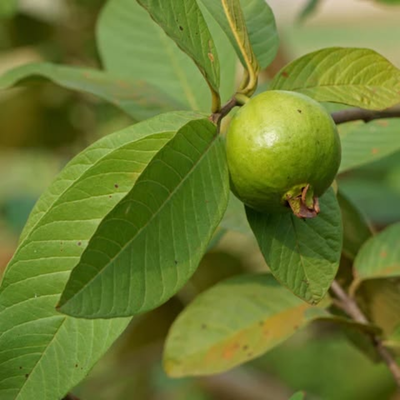 Psidium Guajava (Guava) Leaf Powder