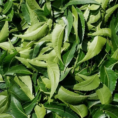 AZADIRACHTA INDICA(NEEM) LEAF POWDER
