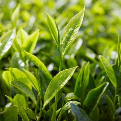 Melaleuca Alternifolia (Tea Tree) Leaf Oil